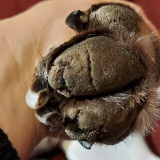 Elmo-kapapadjandid_enne