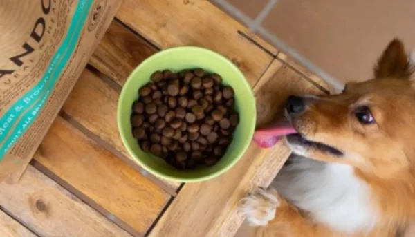 Hupoallergeenne_koeratoit