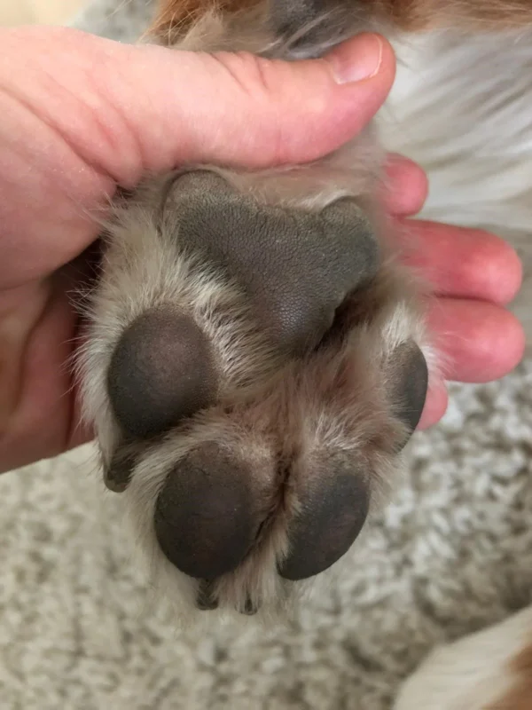 Close-up of a dog's paw pads being held by a hand, showing black textured pads and white fur around them.