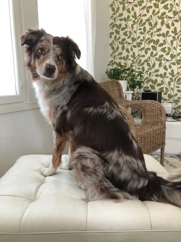 Australian shepherd mix sitting on a white tufted ottoman by a window, black, white, and tan fur with blue eyes.