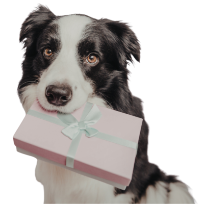Border collie holding a pastel pink gift box tied with a light blue ribbon in its mouth
