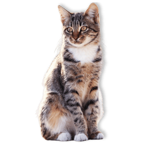 ambrosia-cat