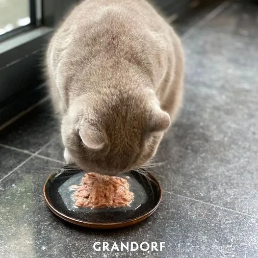 Gray cat nibbling shredded wet food from a black dish on a tiled floor by a window.