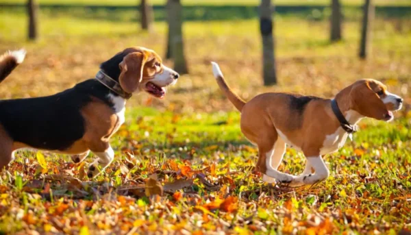 sugis-ja-lemmikloomad