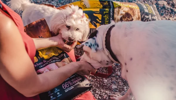 teraviljavaba-koeratoit