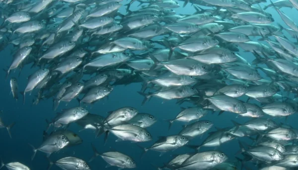 pro-nutrition-mereline