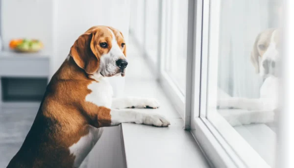 uksindusarevus_koeral