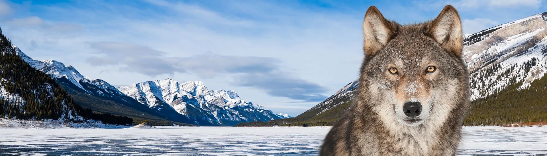 wolfs-mountain-alaska